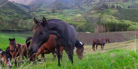 Koliko dugo konji žive